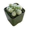 thumbnail image 4 of Thimble Cactus Mammillaria (2"+ Plastic Pot) - Tiny, Lovely, Easy to Care Cactus for Beginners - Live Healthy Unique Cactus -, 4 of 7