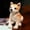 C, variant on 25cm Realistic Shiba Inu Plush Toy, Soft Stuffed Puppy in 3 Poses for Kids and Dog Lovers