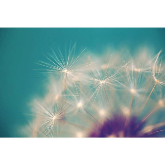 Marmont Hill "Dandelion Puffs" by Sylvia Cook Painting Print on Wrapped Canvas