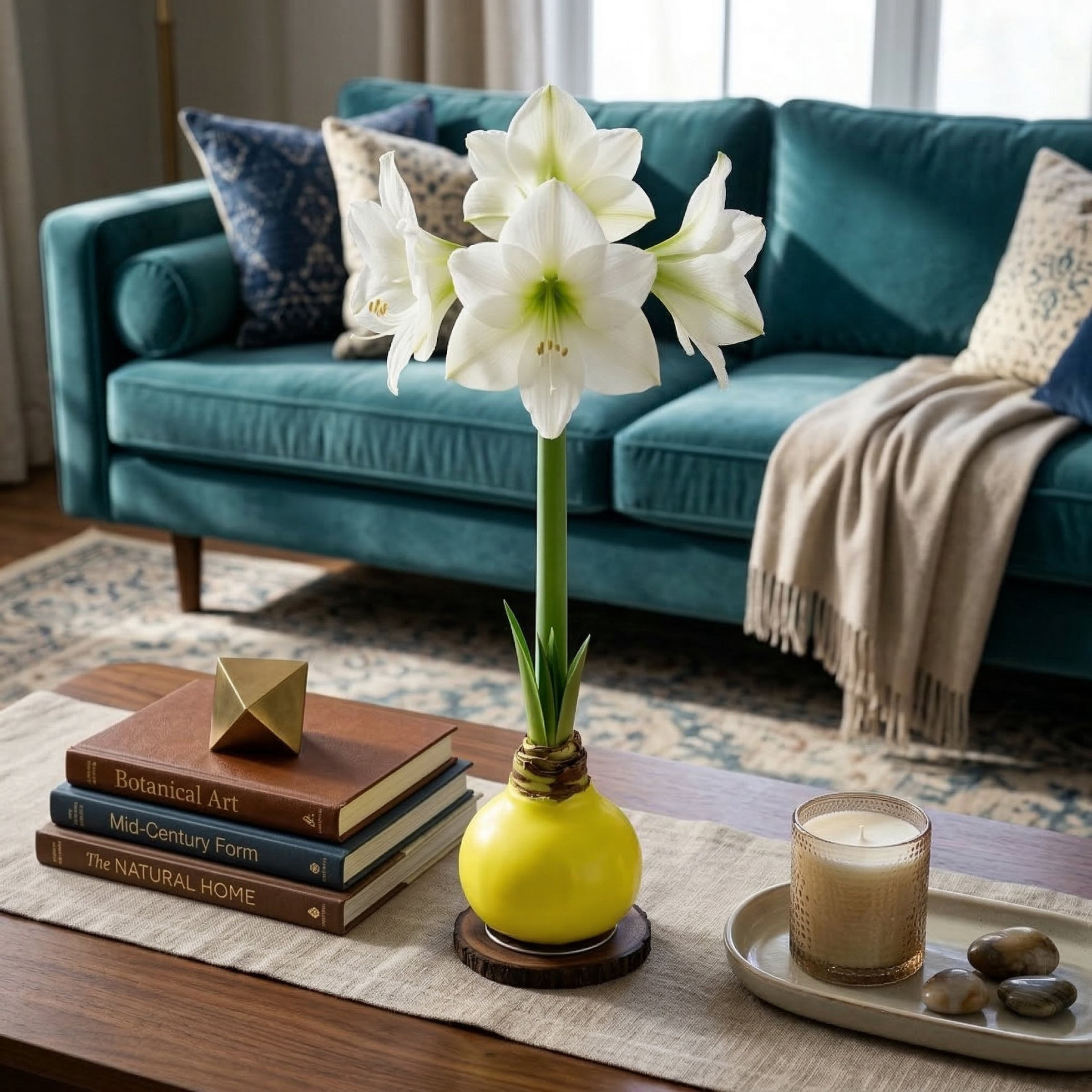 National Plant Network Yellow Waxed White Blooming Giant Amaryllis Bulb (3-pack)