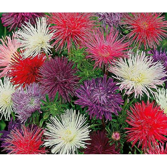 50 Needle Mix Aster Flower Seeds