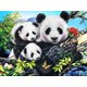 thumbnail image 1 of Pintura de diamante (30*40cm) 5D DIY pintura de diamante Panda Diy pintura de diamantes de imitación de cristal completo decoración del hogar JM, 1 of 5