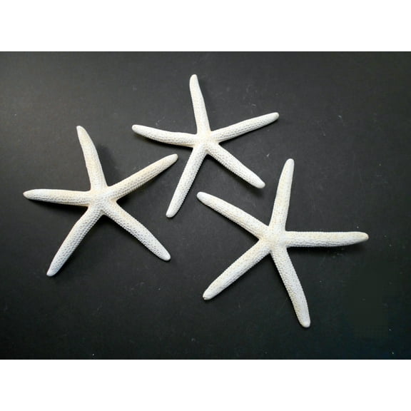 3 White Finger Starfish 4-5" Beach Wedding Nautical Decor Crafts Coastal Arts