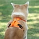 thumbnail image 3 of Chaleco Arnés para Perro Zulema Naranja, 3 of 5