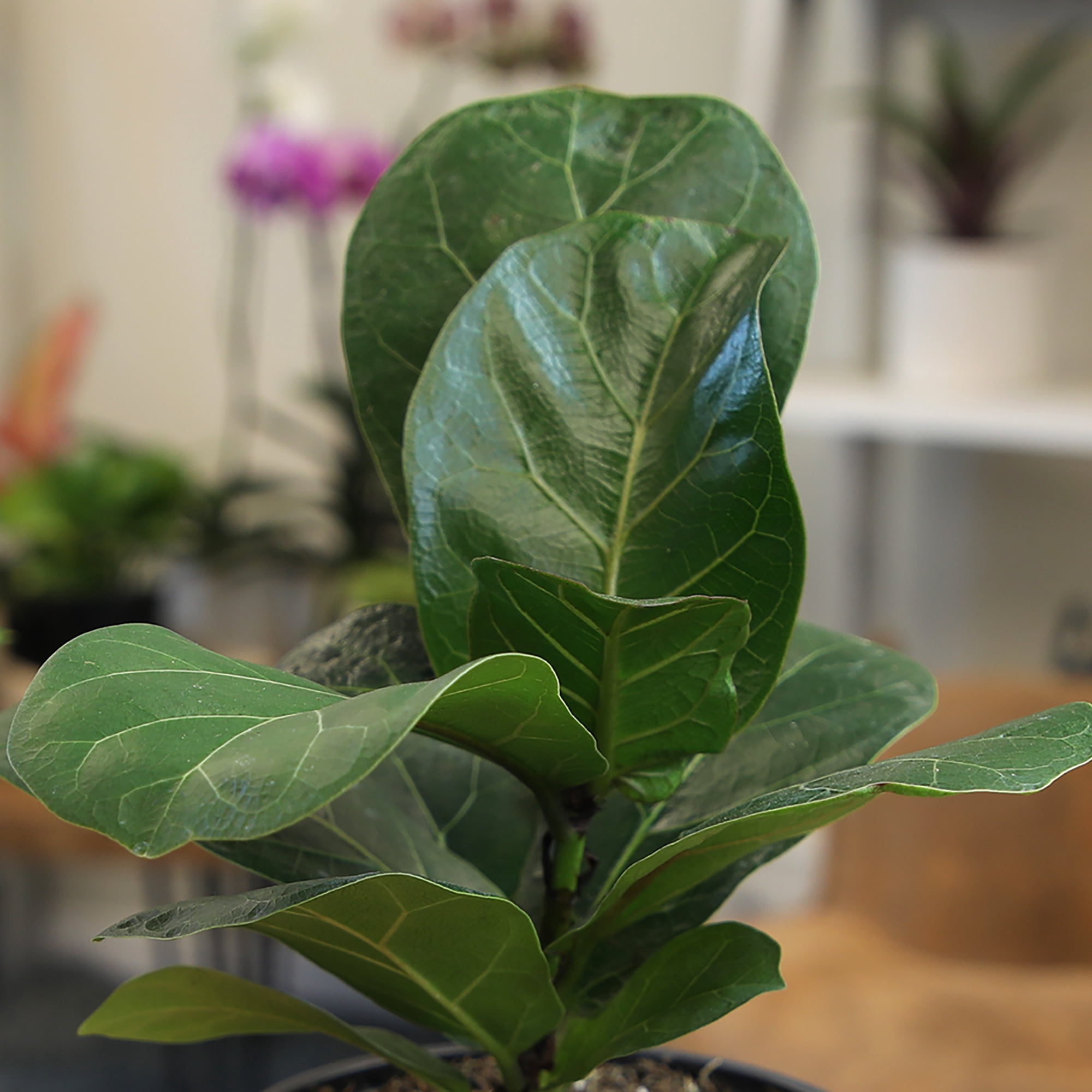 Fiddle-leaf Fig Ficus Tree Houseplant | 4.25in. Decor Pot; Indirect Light | Element by Altman Plants
