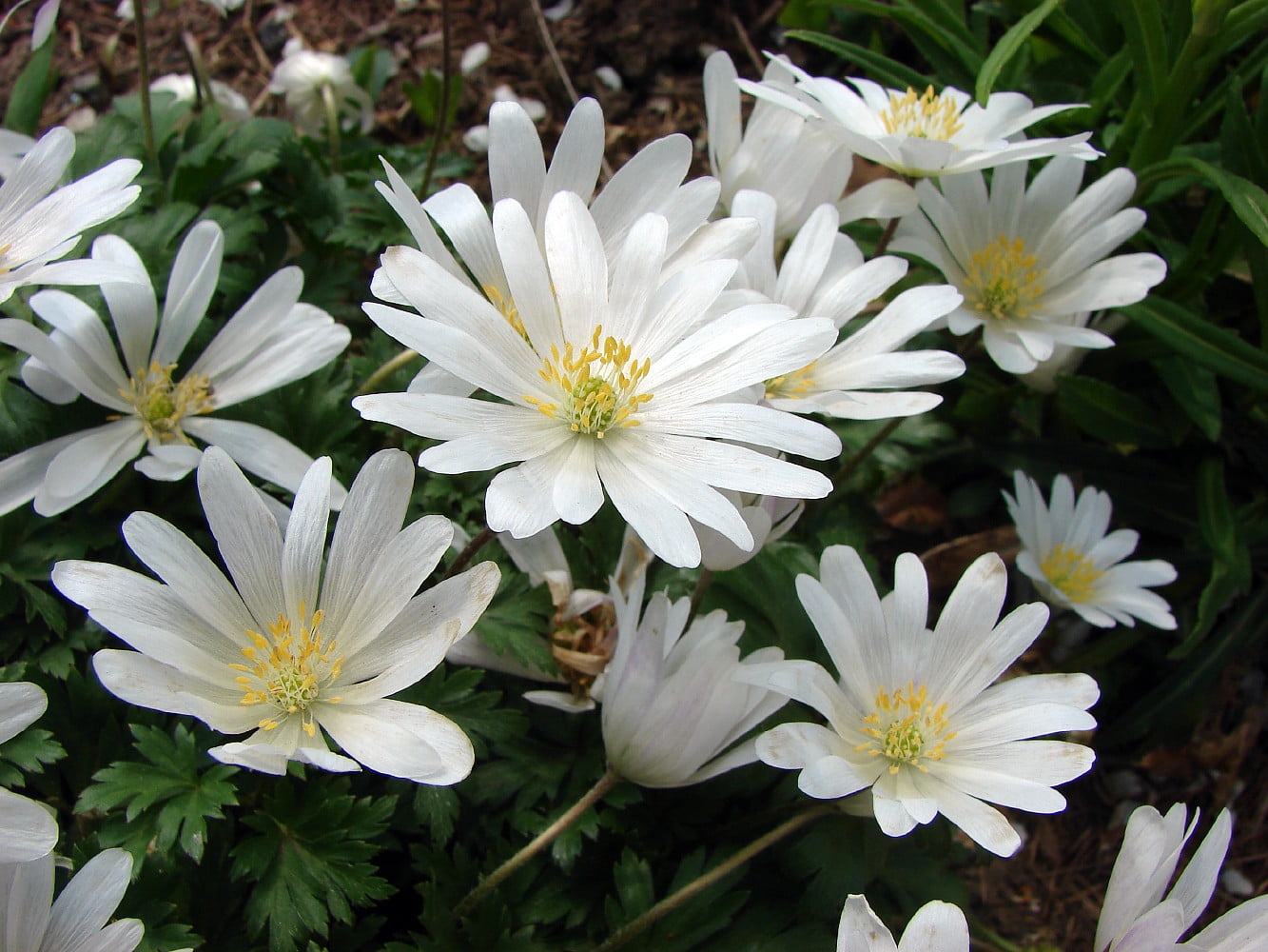 White Grecian Windflower 10 Bulbs Anemone White Splendour Hardy! 5