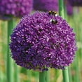 Allium Giganteum Seeds for OIF8 Planting 300+ Ornamental Onion Rabbit
