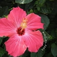 thumbnail image 5 of American Plant Exchange Hibiscus Large Tropical Live Plant Easy to Grow Nursery Pot Green Glossy Foliage with Pink Blooms, 10-inch, 5 of 5