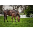 thumbnail image 2 of Galloimages Online 18x13 Gold Ornate Wood Framed with Double Matting Museum Art Print Titled - Mare And Foal Together, 2 of 4
