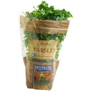 Potted Parsley