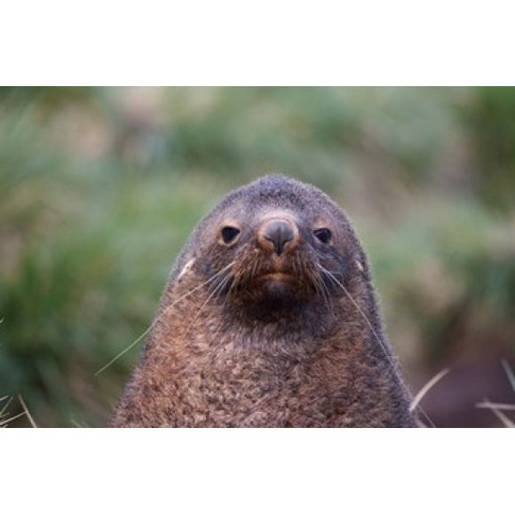 Antarctic Fur Seal, Cooper Baby, South Georgia, Antarctica Poster Print by Keren Su (24 x 15)