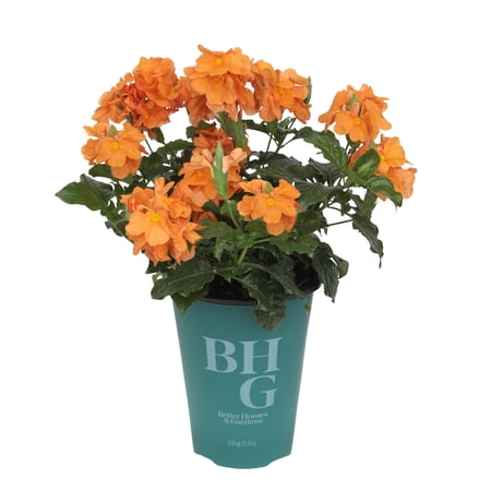 Better Homes & Gardens 2QT Orange Crossandra Live Plant Grower Pot Sun