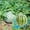 A, variant on Small Outdoor Cover, Gardening Melon and Fruit Tray Watermelon Support Garden Agricultural Melon and Fruit Anti Rot Plastic Stable Tray, Protective Cover