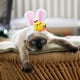 thumbnail image 4 of Sombrero decorativo para gatos, gorro con personalidad de gato, gorro con cabeza de conejo, sombrero con orejas pequeñas de Internet, 4 of 4