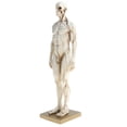 thumbnail image 1 of Figura de anatomía humana Sunnimix Modelo Masculino blanco, 1 of 8