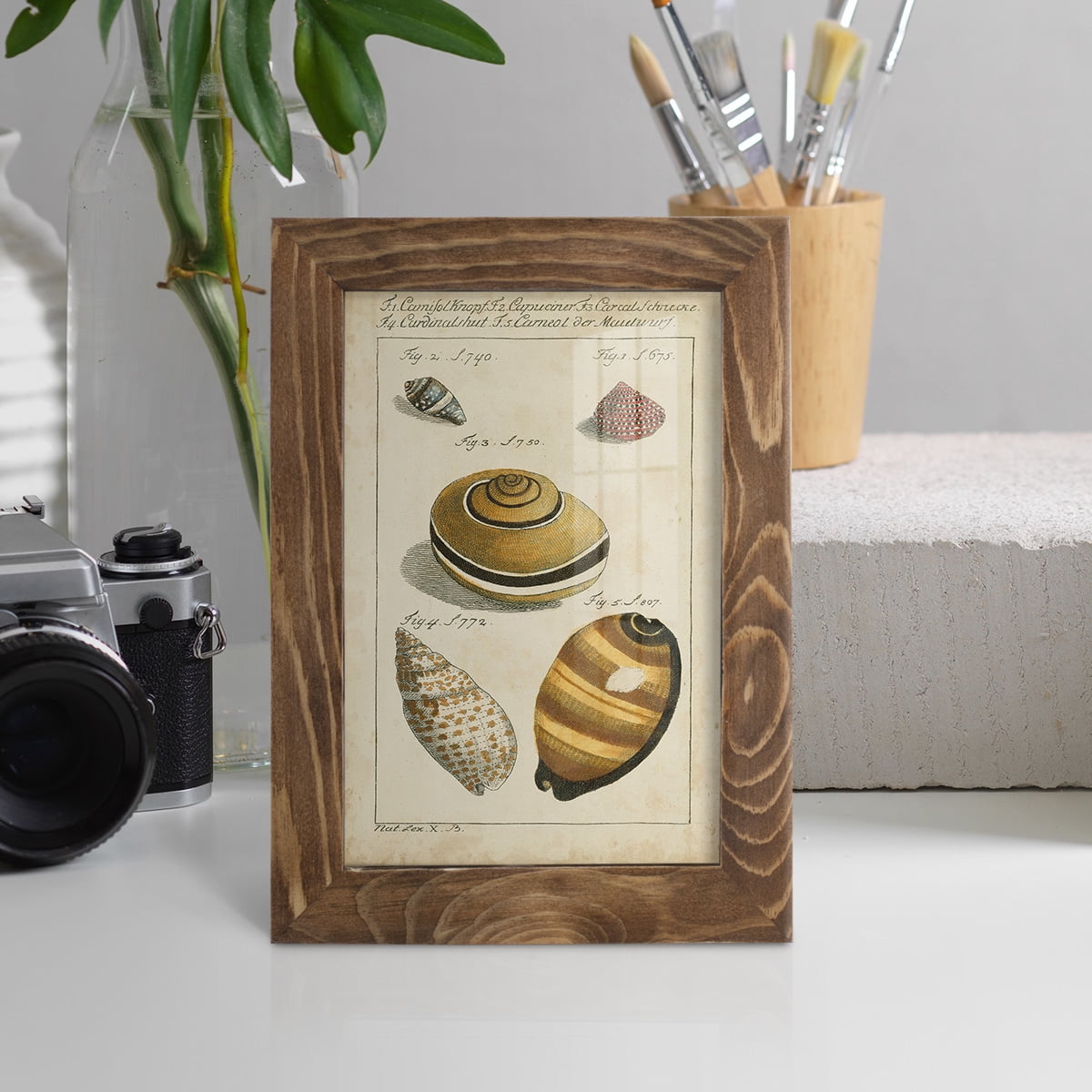 Vintage Shell Study IV -Framed Print w/glass-Walnut