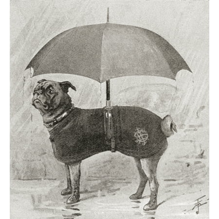 - A Pug Wearing Boots Coat And Umbrella To Protect It From The Rain From The Strand Magazine Published 1896 PosterPrint