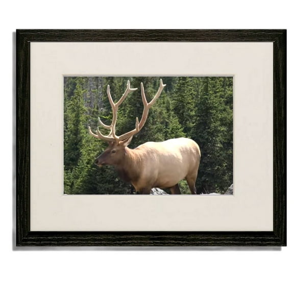 lan (Moose) 11"x14" Black Wood Frame Art Print featuring 8x10 Mat and Real Glass
