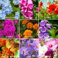 thumbnail image 4 of The Old Farmer's Almanac Premium Pollinator Mix Wildflower Seeds - Includes 23 - Non-GMO, Open Pollinated - Columbine Cosmos Foxglove Larkspur Poppy Snapdragon Zinnia - 5 Grams, 4 of 6