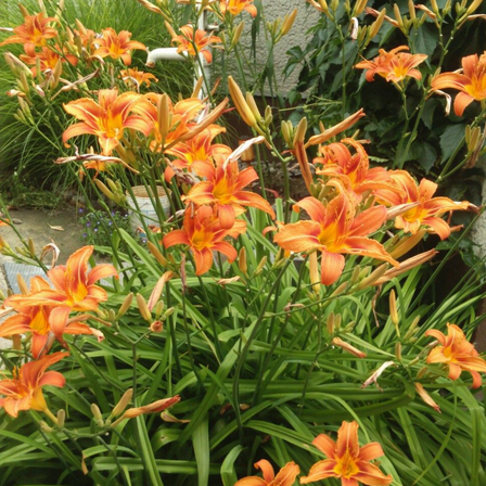 Live 10 Roots of Wild Daylily, Perennial Orange Flowers, Dormant Daylily for Planting