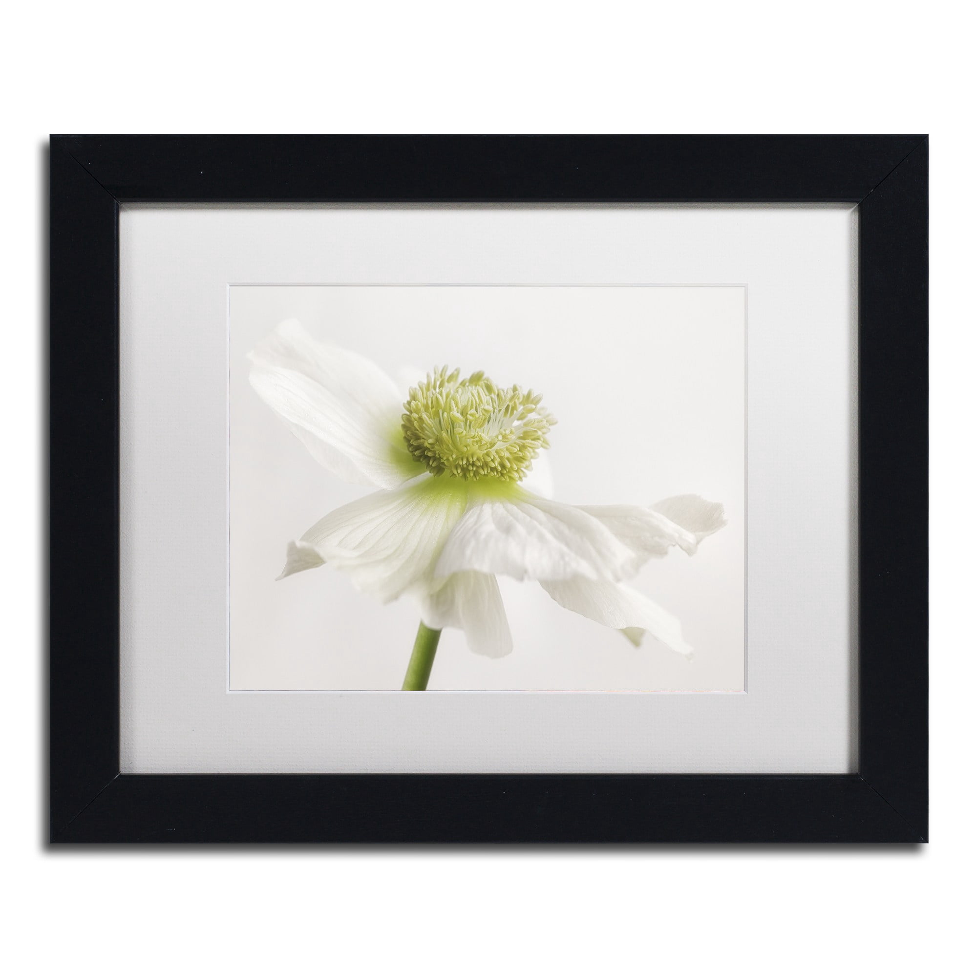 Trademark Fine Art 'White Anemone Flower' Canvas Art by Cora Niele, White Matte, Wood Frame