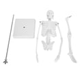thumbnail image 2 of Modelo de esqueleto humano modelo anatómico humano único para enseñanza de anatomía científicos expertos estudiantes niños investigación de estructura humana ANGGREK Otros, 2 of 8