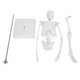 thumbnail image 1 of Modelo de esqueleto humano de 45cm, extremidades móviles, enseñanza anatómica, modelo de aprendizaje, suministros científicos, 1 of 5