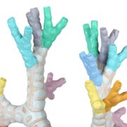 Axis Scientific Trachea and Bronchi Model - Scientific anatomy model, mini figure, Human anatomy system miniature, demonstration skill, learning school demonstration, educational model