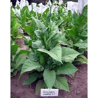 tobacco park TOBACCO PARK - Updated May 2026 - 31 Photos & 30 Reviews - 16117 29th Ave,  Flushing, New York - Tobacco Shops - Phone Number