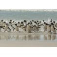 thumbnail image 2 of Illg, Cathy and Gordon 32x23 Gold Ornate Wood Framed with Double Matting Museum Art Print Titled - Saunders Island Rockhopper penguins returning, 2 of 4