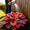 Multicolor, variant on 500 to 1,500 Large-Leaf Hostas for Planting-(Non-Artificial)-Easy to Grow & Quick Sprouting Ornaments Surprise to Grow Fall or Spring Planting