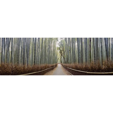 Bamboo Trees in a Forest, Arashiyama, Kyoto Prefecture, Japan Print Wall Art By Panoramic