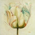 thumbnail image 2 of Pinto, Patricia 12x12 Black Ornate Wood Framed with Double Matting Museum Art Print Titled - White Double Tulips I, 2 of 4
