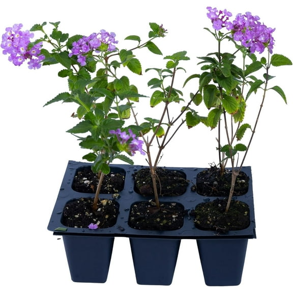 3 Purple Lantanas Live Plants, Full Sun, Attracts Butterflies, 2.5” Nursery Cubes (3 Count)