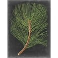 thumbnail image 2 of Vision Studio 19x24 White Modern Wood Framed Museum Art Print Titled - Dramatic Pine III, 2 of 4