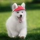 thumbnail image 3 of KAIYANG gorras de béisbol para perros, gorras con visera para perros, gorras deportivas para exteriores para mascotas con orificios para las orejas y protección solar, gorras de béisbol para mascotas, 3 of 5