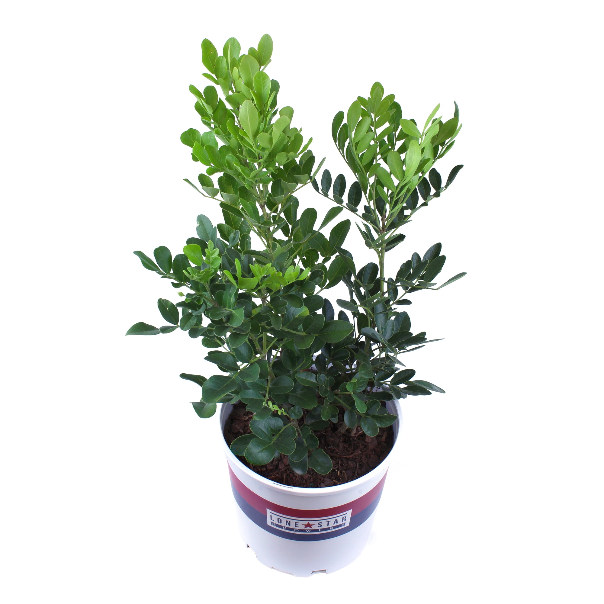 Lone Star Growers Texas Mountain Laurel (Sophora), Outdoor Plants & Evergreen Shrubs, 2 Gal. Pot