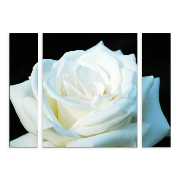 Trademark Fine Art 'White Rose II' Canvas Art by Kurt Shaffer
