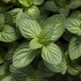 thumbnail image 3 of 3-Pack Mint Collection – Chocolate Mint, Lemon Balm & Peppermint – Live Herb Plants, 3 of 6