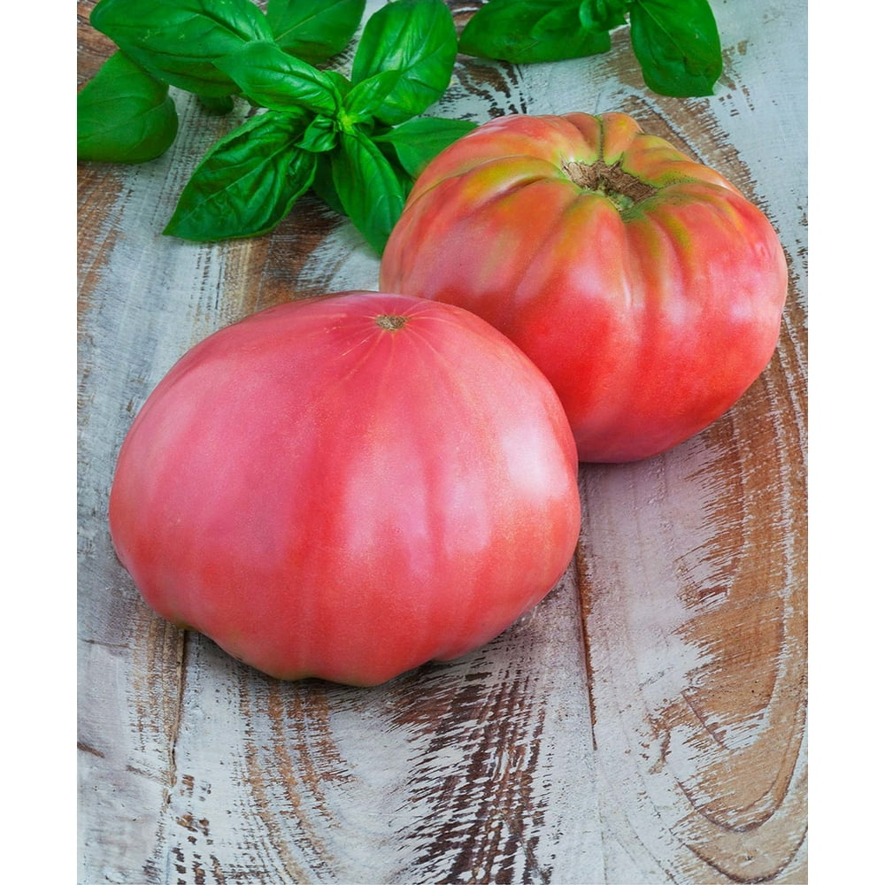 Bonnie Plants Pink Brandywine Tomato 19.3 oz. Walmart