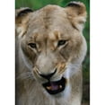 thumbnail image 3 of Underdahl, Dana 11x14 Black Modern Framed Museum Art Print Titled - Lion II, 3 of 5