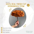 thumbnail image 2 of Preserved Colombian Flowers Jumbo Hydrangeas with stem \u2013 Dried Real Flowers (Yellow) Yellow, 2 of 9
