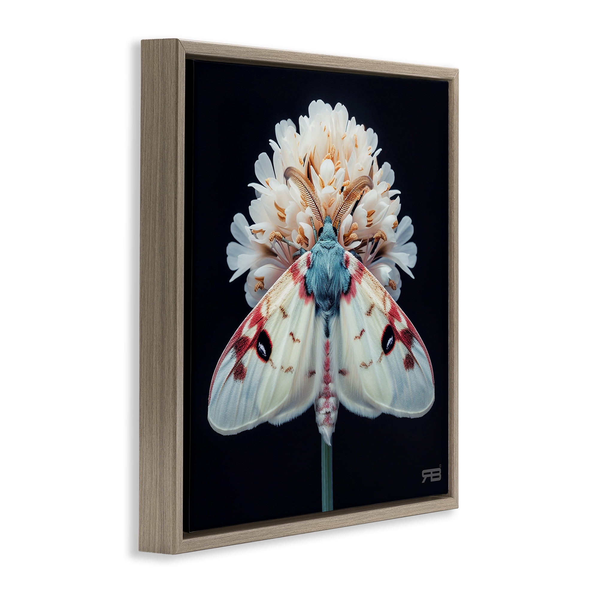 Stupell Industries Moth & White Flowers Animals & Insects Painting Brown Floater Framed Canvas Art Print Wall Art, 25 x 25