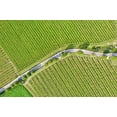 thumbnail image 2 of Molinari, Michele 24x17 White Modern Wood Framed Museum Art Print Titled - Italy-Valpolicella vineyards, 2 of 4