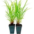 thumbnail image 6 of 2 Cymbopogon Citratus – Live West Indian Lemongrass Plants in 2.5" Nursery Cubes | Evergreen Perennial Herb with Natural Citrus Scent for Home & Garden, 6 of 7