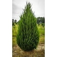 thumbnail image 3 of Spartan Juniper  1 Large Gallon Size Tree  Juniperus Chinensis  Live Evergreen Privacy Screening Plant, 3 of 7