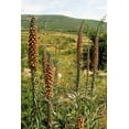 thumbnail image 6 of 20 MILK CHOCOLATE FOXGLOVE Spanish Digitalis Parviflora Red Brown Flower Seeds, 6 of 10