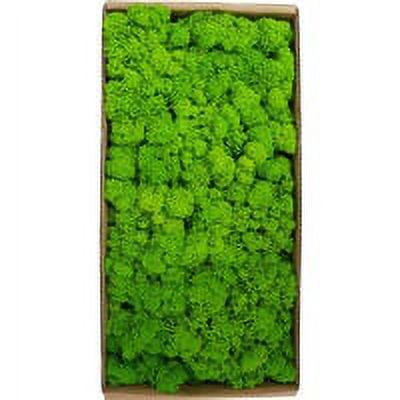 Moss micro landscape decoration accessories immortelle moss wall, green grass
