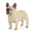 thumbnail image 5 of Figura de juguete con forma de animal en miniatura con forma de bulldog para decoración del hogar pa, 5 of 5