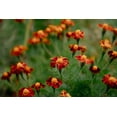 thumbnail image 6 of Plant Good Seed Tashkent Marigold Flower Seed Packet: Orange Red Haloed Heirloom, Organic, Full Sun, 6 of 11